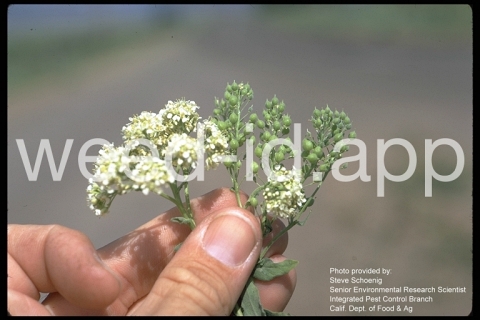 whitetop, hairy